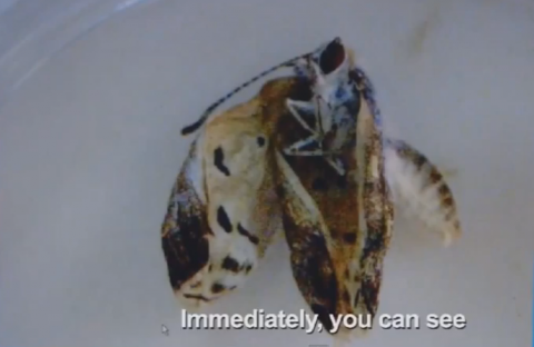 幼虫の段階で汚染された食物を食べた蝶
