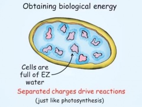 《生物エネルギーの獲得、細胞にはEZ水がたっぷり、分離された電荷が反応を引き起こす（ちょうど光合成のように）》