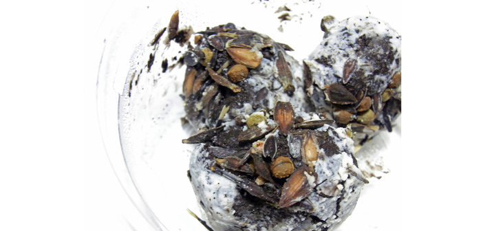 たねダンゴ とな 自然農法の 粘土団子 の方法でガーデニング シャンティ フーラの時事ブログ